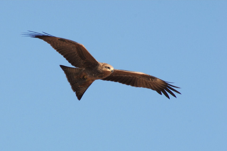 Black Kite (Milvus migrans)